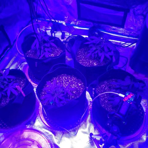 Auto Bruce Banner growlog photo: Defoliated the big top leaves for more LST 