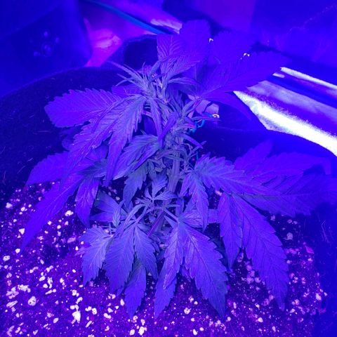 Auto Bruce Banner growlog photo: Defoliated the big top leaves for more LST 