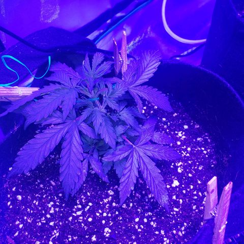 Auto Bruce Banner growlog photo: Defoliated the big top leaves for more LST 