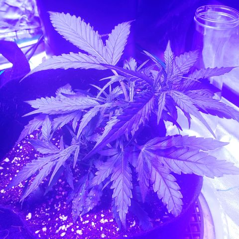 Auto Bruce Banner growlog timeline photo