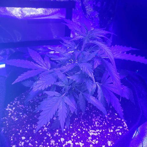 Auto Bruce Banner growlog timeline photo