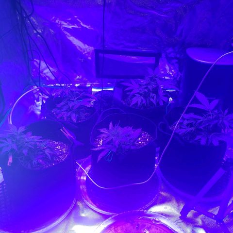 Auto Bruce Banner growlog timeline photo