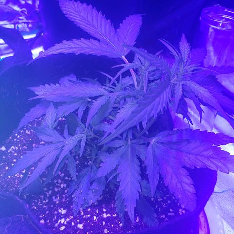 Auto Bruce Banner growlog timeline photo