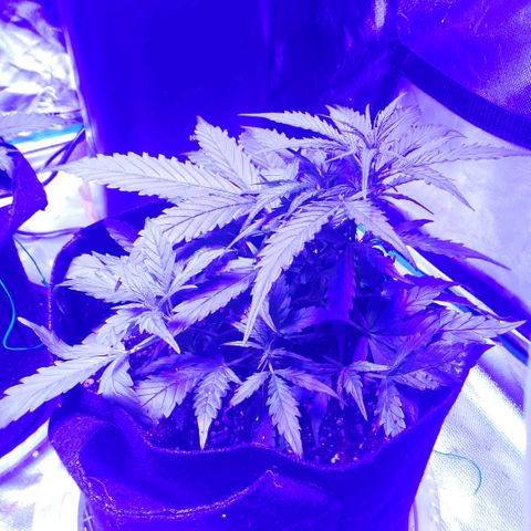 Auto Bruce Banner growlog timeline photo