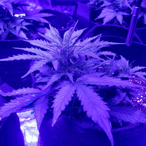Auto Bruce Banner growlog timeline photo