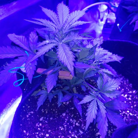 Auto Bruce Banner growlog timeline photo