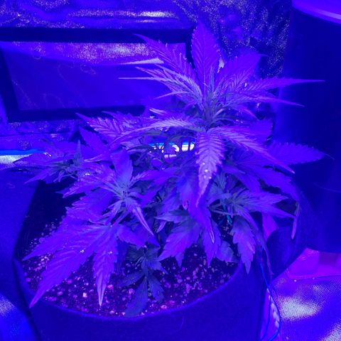 Auto Bruce Banner growlog timeline photo