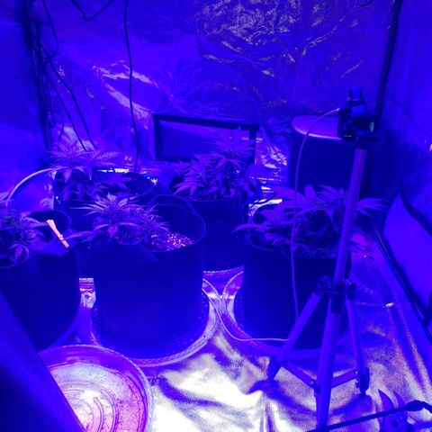 Auto Bruce Banner growlog timeline photo