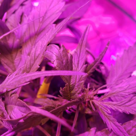 Auto Bruce Banner growlog timeline photo