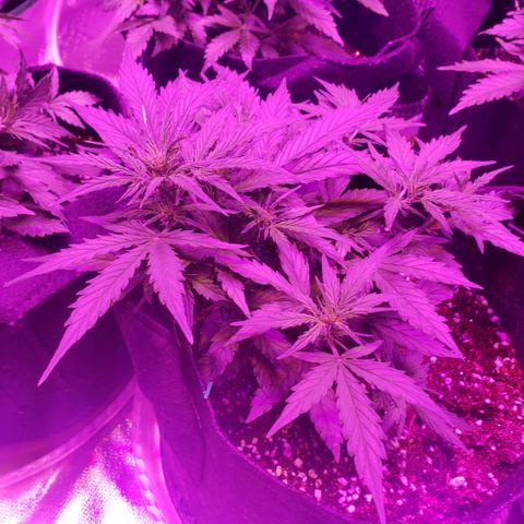 Auto Bruce Banner growlog timeline photo