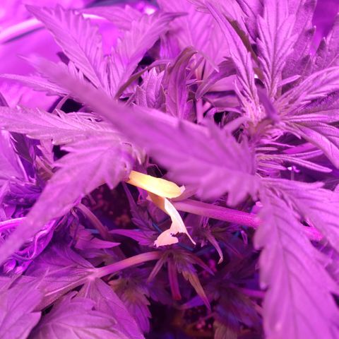Auto Bruce Banner growlog timeline photo