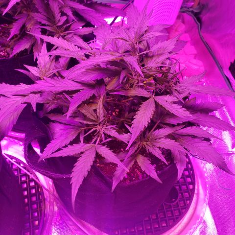 Auto Bruce Banner growlog timeline photo