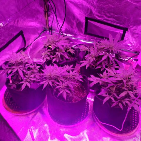 Auto Bruce Banner growlog timeline photo