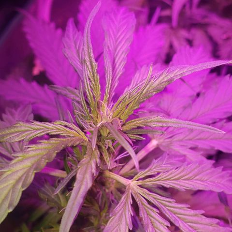 Auto Bruce Banner growlog timeline photo
