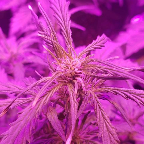Auto Bruce Banner growlog timeline photo