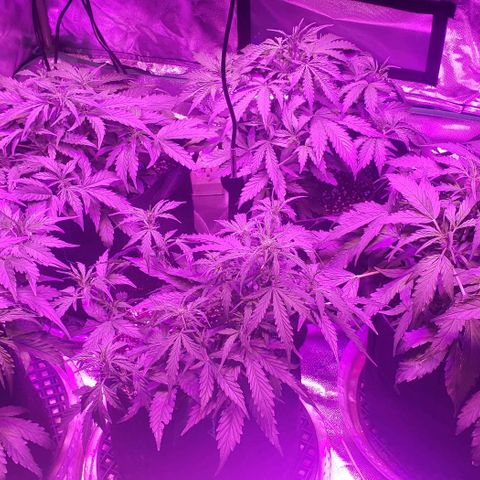Auto Bruce Banner growlog timeline photo