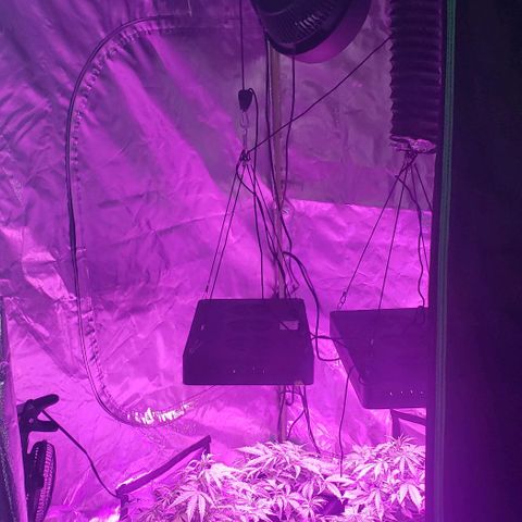Auto Bruce Banner growlog timeline photo