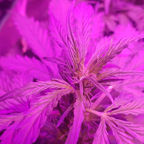 Auto Bruce Banner growlog timeline photo