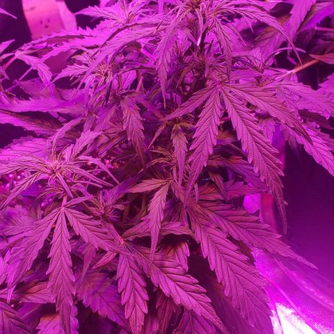 Auto Bruce Banner growlog timeline photo