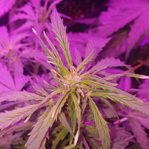 Auto Bruce Banner growlog timeline photo