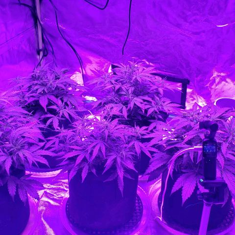 Auto Bruce Banner growlog timeline photo