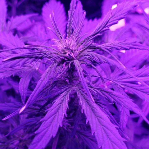 Auto Bruce Banner growlog timeline photo