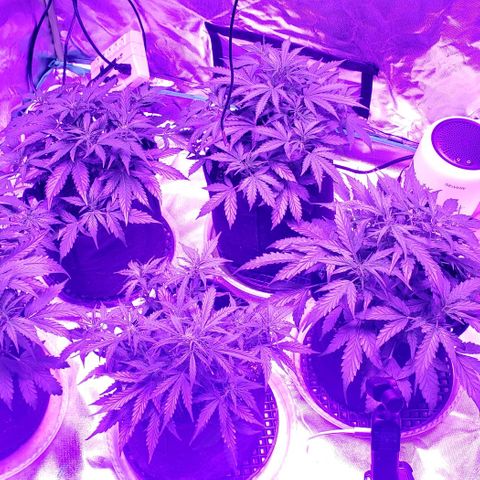 Auto Bruce Banner growlog timeline photo