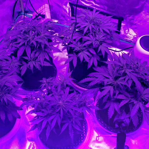 Auto Bruce Banner growlog timeline photo