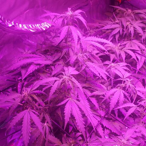 Auto Bruce Banner growlog timeline photo