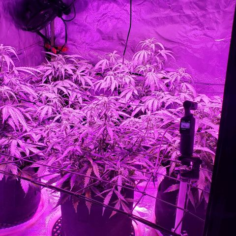 Auto Bruce Banner growlog timeline photo