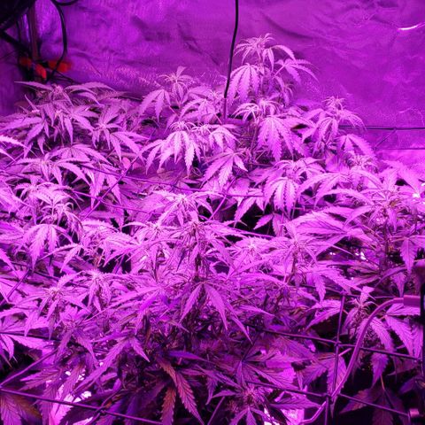 Auto Bruce Banner growlog timeline photo