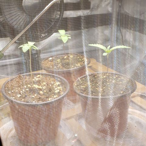 Auto Bruce Banner growlog timeline photo