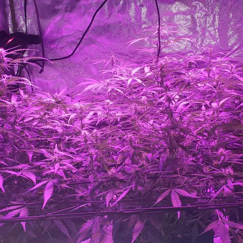 Auto Bruce Banner growlog timeline photo
