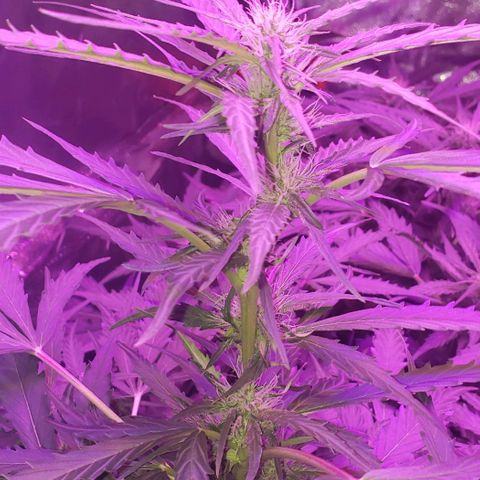 Auto Bruce Banner growlog timeline photo