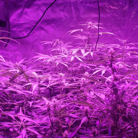 Auto Bruce Banner growlog timeline photo