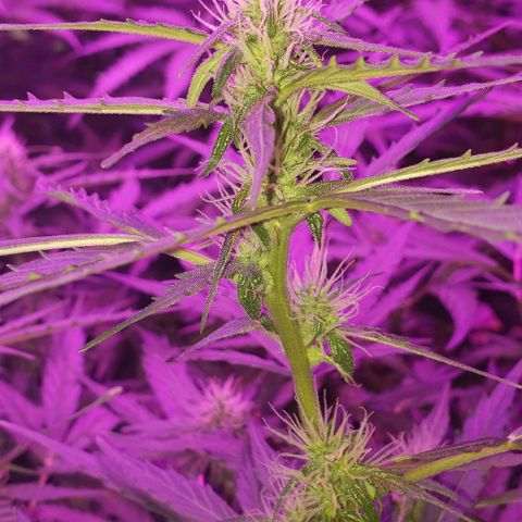 Auto Bruce Banner growlog timeline photo
