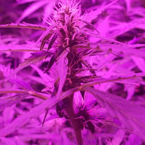 Auto Bruce Banner growlog timeline photo