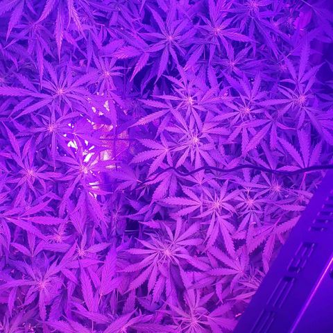 Auto Bruce Banner growlog timeline photo