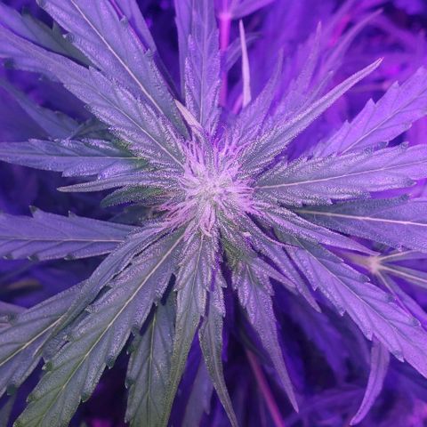 Auto Bruce Banner growlog timeline photo