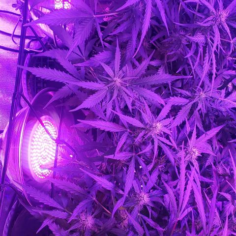 Auto Bruce Banner growlog timeline photo