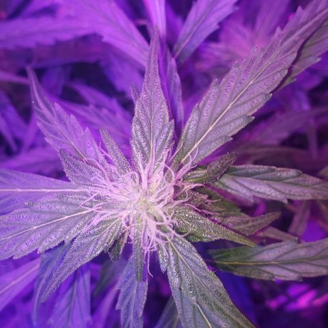 Auto Bruce Banner growlog timeline photo