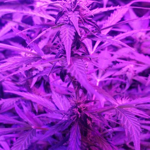 Auto Bruce Banner growlog timeline photo