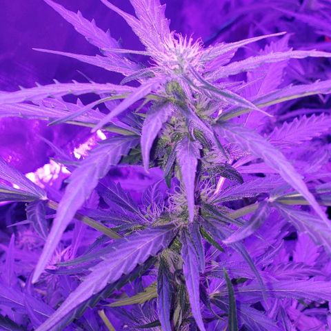 Auto Bruce Banner growlog timeline photo