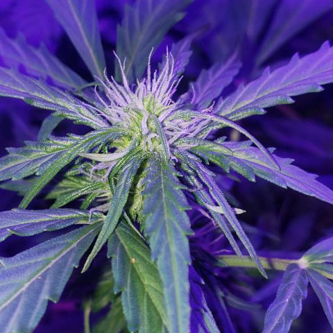 Auto Bruce Banner growlog timeline photo