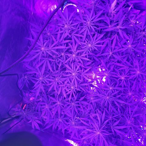 Auto Bruce Banner growlog timeline photo