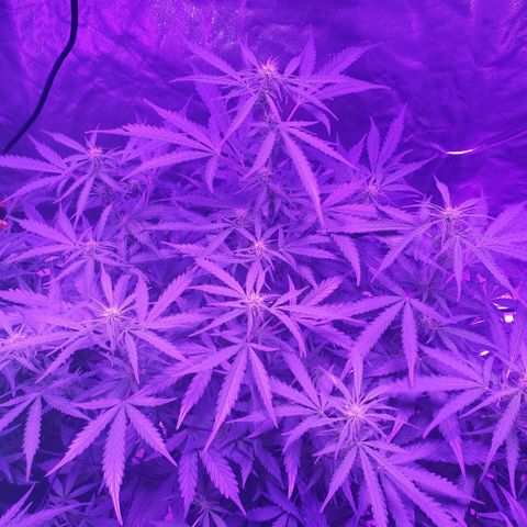Auto Bruce Banner growlog timeline photo