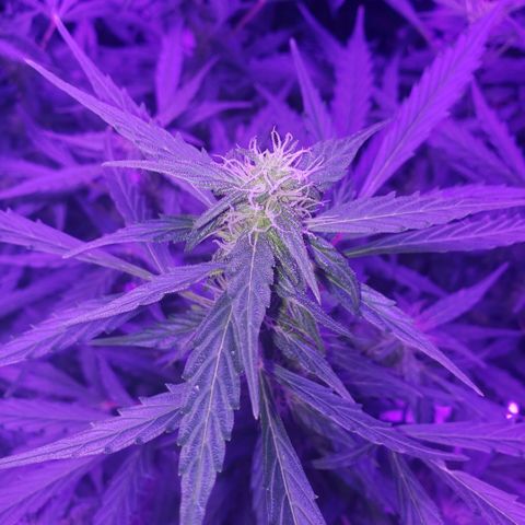 Auto Bruce Banner growlog timeline photo