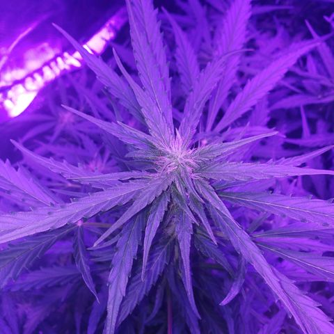 Auto Bruce Banner growlog timeline photo