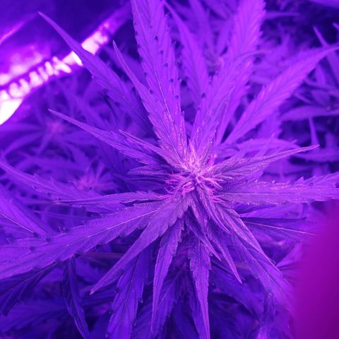 Auto Bruce Banner growlog timeline photo