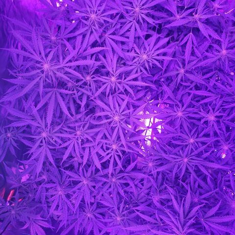 Auto Bruce Banner growlog timeline photo